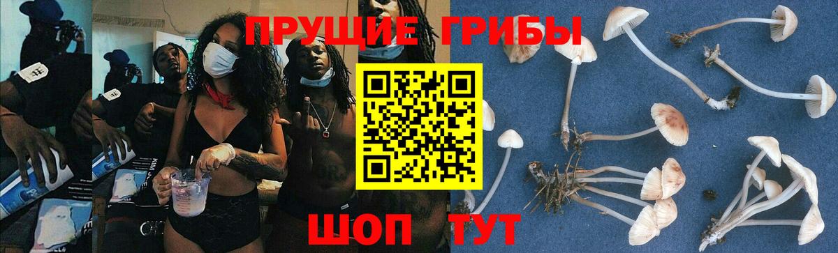Славгород  Псилоцибиновые грибы мицелий  Вход с VPN 